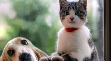 Un chat avec un collier rouge est assis sur un rebord de fenêtre, tandis qu'un chien, au regard curieux, regarde à l'intérieur.