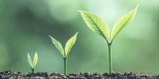 Trois jeunes plantes aux feuilles vertes poussent du sol, chacune ayant une hauteur différente, sur un fond doux et flou.